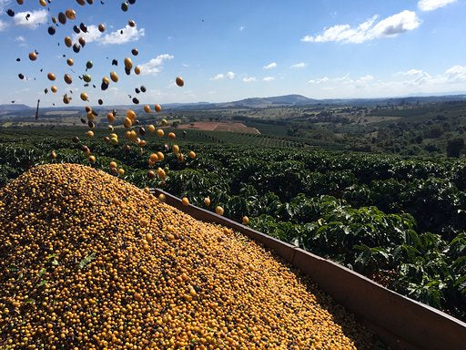 Castanhas Do Brazil